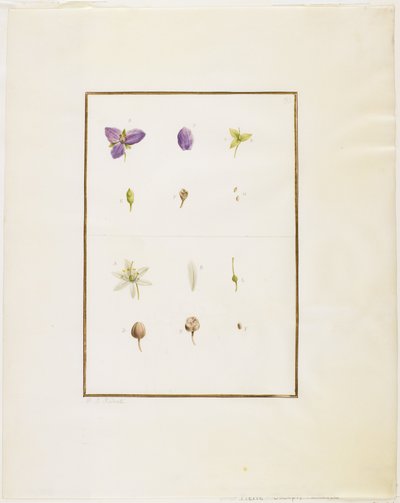 Botanical Dissection: Spiderwort and Senna, c.1778-90 by Pierre Joseph Redouté